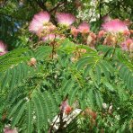 Albízia ružová (Albizia Julibrissin) ´TROPICAL DREAM´® - výška 30-50 cm, kont. C2L